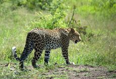 leopard (59 von 60).jpg